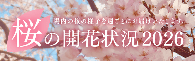 桜開花状況