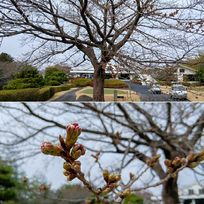 つぼみが膨らみ、開花間近です
