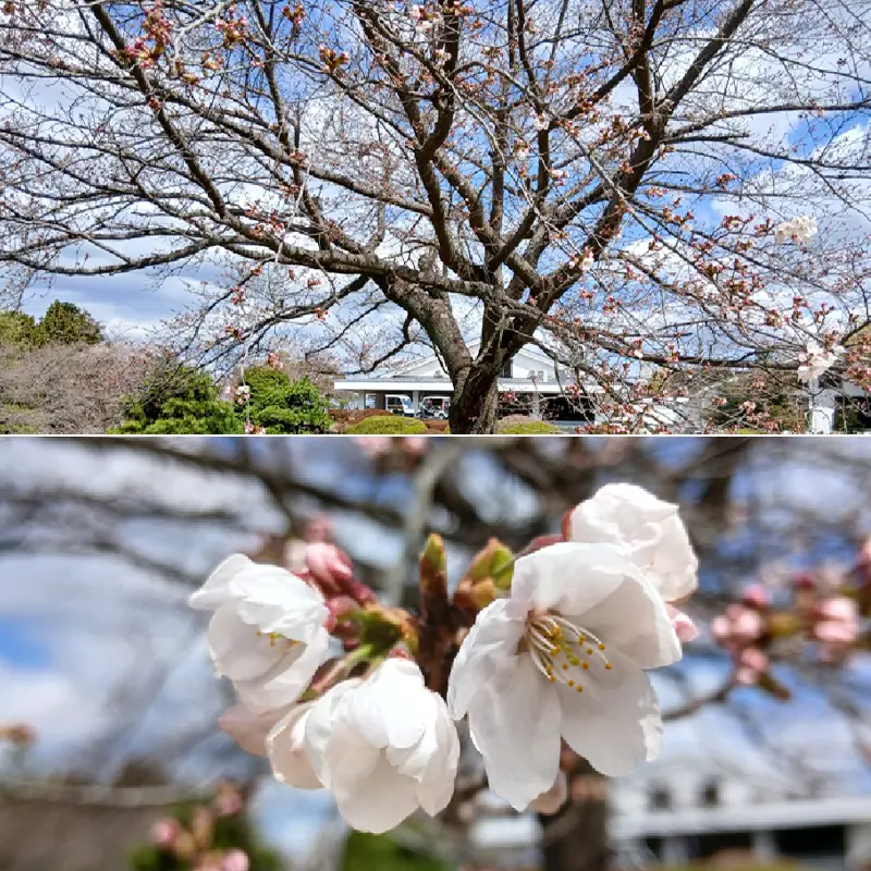 開花しました。