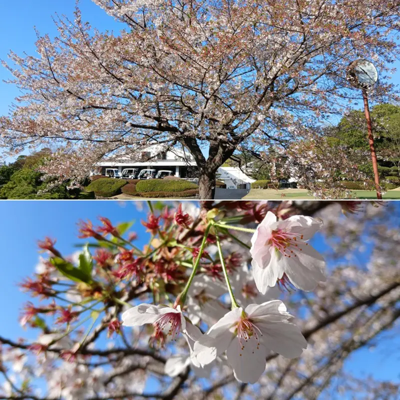 葉桜となってまいりました